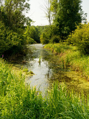 aquatic habitat, natural pool in the landscape of alluvial forests, reeds and wetland plants on the bank of the pond, sunny day