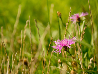 brownray knapweed, detail in blooming meadow on a sunny day, pink blosson