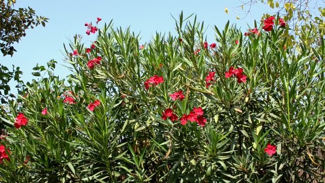 Pink oleander tree (Nerium oleander) moving with the wind, Chiclana de la Frontera, Cadiz, Spain