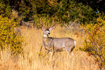 Buck Mule Deer Autumn