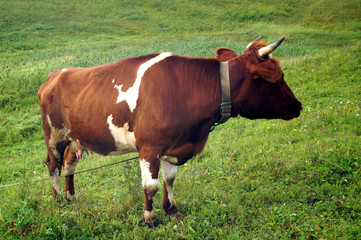 In the summer, a brown cow eats green grass in the meadow.