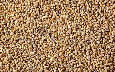Millet seeds background and texture