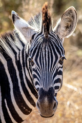 Fototapeta na wymiar Close up of Zebra