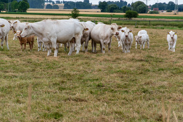 Fototapeta na wymiar Eine Herde Kühe mit Kälber fressen auf einer Weide. Das Gras ist schon sehr trocken. Es hat lange nicht mehr geregnet.