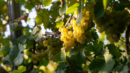 Wachsende Weintrauben an der Rebe im Sonnenlicht