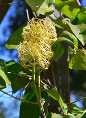 Waldrebe im September -  Clematis X jackmanii T. Moore