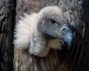 Portrait eines Weißrückengeiers