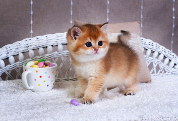 Kitten  breed British shorthair. Golden Chinchilla color Golden Chinchilla color kitten with sweets