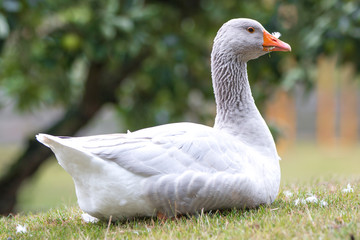 White Goose (in german Hausgans)