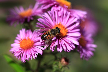 bee sitting on purple flower