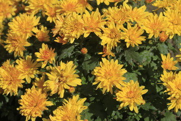 yellow flowers in autumn garden