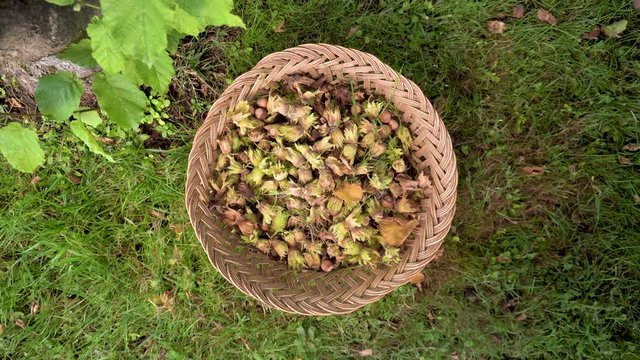 Hand of farmer picking hazelnuts. Hazelnuts harvesting. picking hazelnuts in a basket .