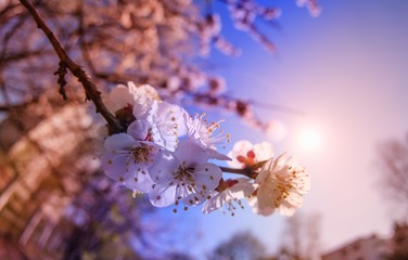 Blossom spring tree nature season,  bloom.