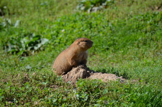 A prairie dog in the outdoors
