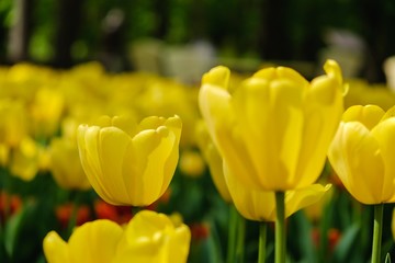flowerbed flower garden summer green,  lawn landscaping.