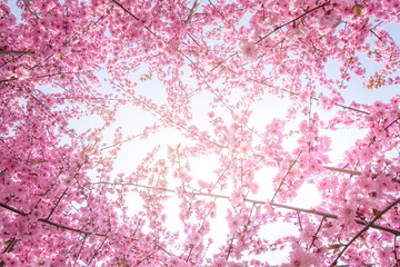 Pink Japanese Cherry in springtime