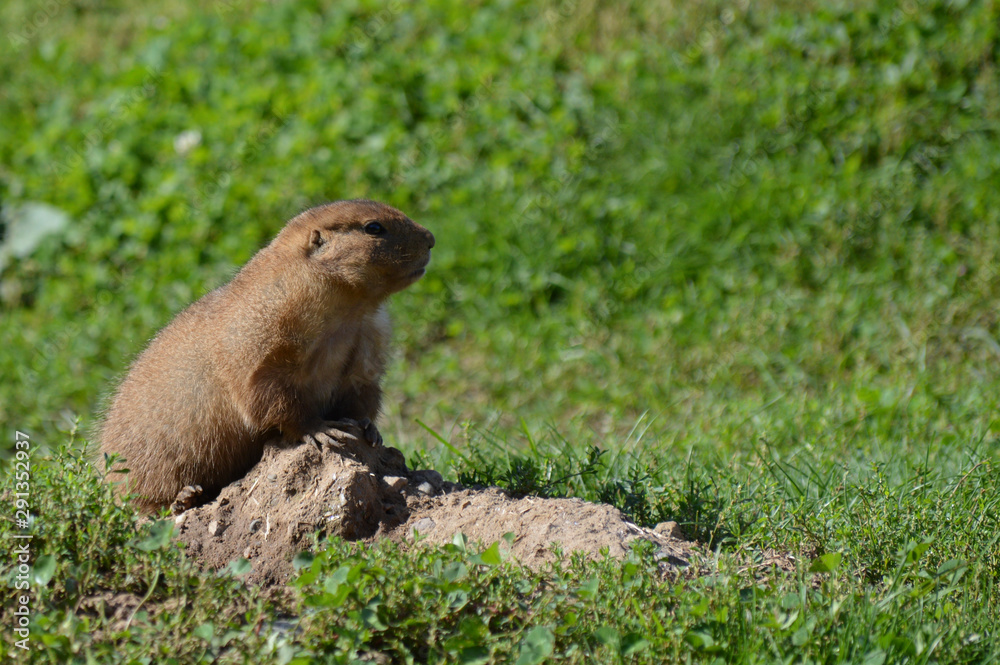 Canvas Prints A prairie dog in the outdoors