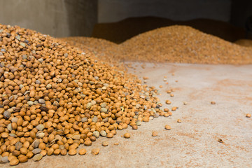 Manipulación en el proceso de almacenamiento y empaquetado en sacos de la almendra