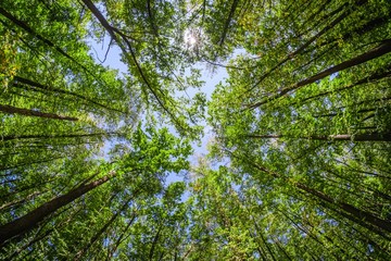 Obraz premium Tree forest nature sky blue, wide.