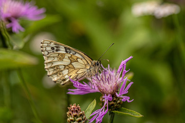 Nature