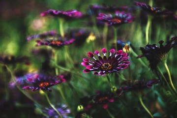 bee on a flower