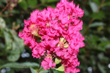 Fototapeta premium pink flowers in the garden