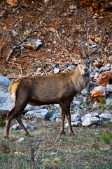 The big red male deer
