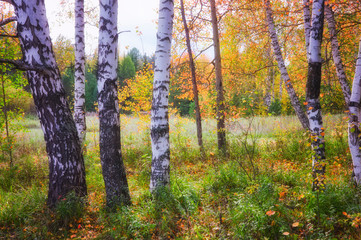 The rays of the setting sun illuminating the thicket of the forest autumn landscape.