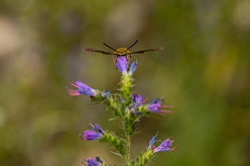 Nature