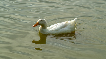 Closed Up water level view of single large white heavy aylesbury pekin peking duck