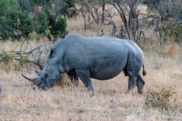 Fototapeta premium Rhinos in the Savanna 