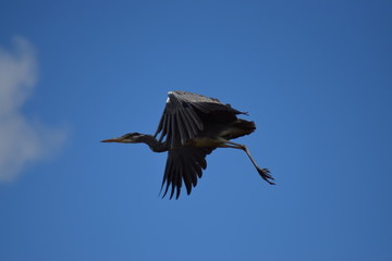 a grey heron