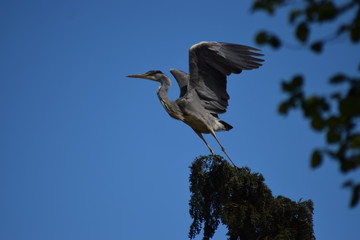 a grey heron