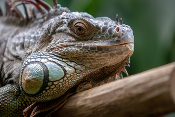 Iguana head close up. Large needles on the mane. Eyes open. The mouth is closed. The green background is blurred.