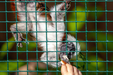 Funny tamarin monkey eats bread from his hand through the wire rack. White and brown coat....