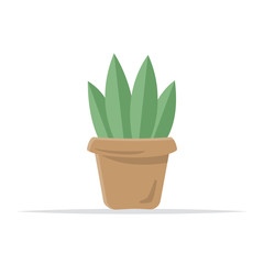 Potted plants. Isolated on a white background