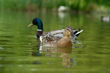 Close Up Water Level View of Male and Female Mallard Ducks on water