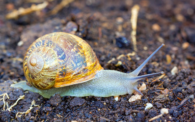 Garden snail (Helix Aspersa) on a walk after the rain.