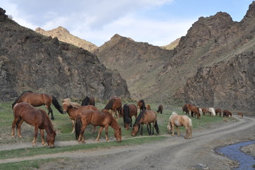 Mongolie intérieure, Chevaux