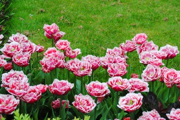The Glade with pink terry tulips in the Netherlands flowers park