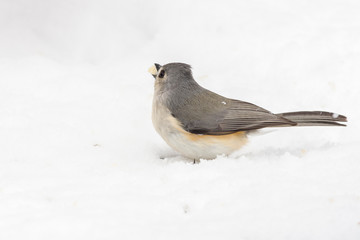 Dark-eyed junco, a member of the American sparrows species titmice. This bird is common across most of North America and It is a very variable species, much like the related fox sparrow.  Source of in © Delano