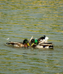 Mallard Ducks Mating August 2019 on Water