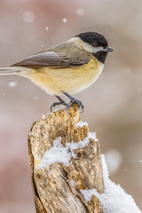 Obraz na płótnie Canvas The chickadee is a North American bird in the titmice family included in the genus Poecile, in North America. The chickadee has a dark crown almost black on its head, while other species in the genus 