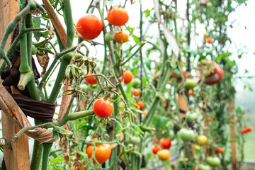 Red ripe tomato on a branch in a greenhouse. Farmer family business. Delivery and sale of fresh vegetables. Seasonal Harvest. Healthy Nutrition for Vegans and Vegetarians. GMO free