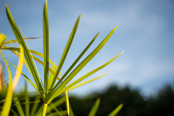 Cibora papirusowa (Cyperus papyrus L.)