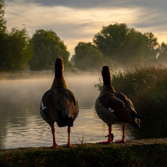 Geese by Lake