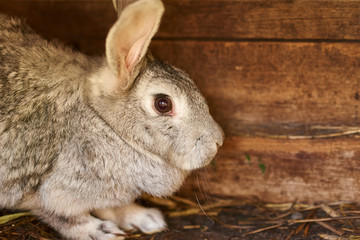 Gray and brown rabbit in a cage, close up