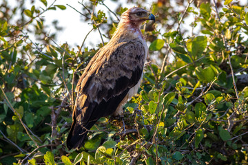 Martial Eagle with blood on face