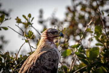 Martial Eagle with blood on face
