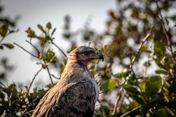 Martial Eagle with blood on face